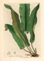Harts-tongue bregne, Asplenium scolopendrium, fra en botanisk illustrasjon av James Sowerby fra William Woodville og Sir William Jackson Hookers "Medical Botany" 1832 (håndfarget kobberstikk)