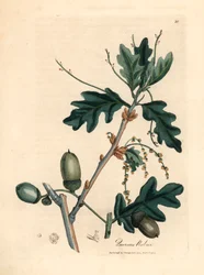 Blader og eikenøtter av vanlig eik, Quercus robur, fra en botanisk illustrasjon av James Sowerby fra William Woodville og Sir William Jackson Hookers "Medical Botany" 1832 (håndfarget kobberstikk)