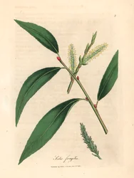 Blader og rakler av crack willow tree, Salix fragilis, fra en botanisk illustrasjon av James Sowerby fra William Woodville og Sir William Jackson Hookers "Medical Botany" 1832 (håndfarget kobberstikk)