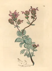 Syrinblomstret dittany av Kreta, Origanum dictamnus, fra en botanisk illustrasjon av James Sowerby fra William Woodville og Sir William Jackson Hookers "Medical Botany" 1832 (håndfarget kobberstikk)