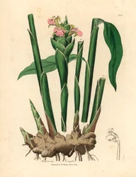 Smalbladet ingefær, Zingiber officinale , fra en botanisk illustrasjon av James Sowerby fra William Woodville og Sir William Jackson Hookers "Medical Botany" 1832 (håndfarget kobberstikk)