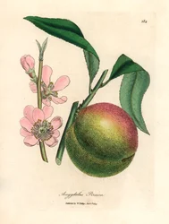 Ferskentre med moden frukt og rosa blomst, Amygdalus persica, fra en botanisk illustrasjon av James Sowerby fra William Woodville og Sir William Jackson Hookers "Medical Botany" 1832 (håndfarget kobberstikk)