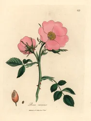 Rosa hunderose med nype, Rosa canina, fra en botanisk illustrasjon av James Sowerby fra William Woodville og Sir William Jackson Hookers "Medical Botany" 1832 (håndfarget kobberstikk)