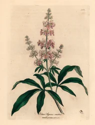 Rosa blomstret kyskt tre, Vitex agnus castus, fra en botanisk illustrasjon av James Sowerby fra William Woodville og Sir William Jackson Hookers "Medical Botany" 1832 (håndfarget kobberstikk)