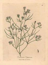 Rosa blomstret spisskummen, Cuminum cyminum, fra en botanisk illustrasjon av James Sowerby fra William Woodville og Sir William Jackson Hookers "Medical Botany" 1832 (håndfarget kobberstikk)