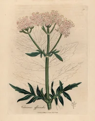 Rosa blomstret valerian, Valeriana officinalis, fra en botanisk illustrasjon av James Sowerby fra William Woodville og Sir William Jackson Hookers "Medical Botany" 1832 (håndfarget kobberstikk)