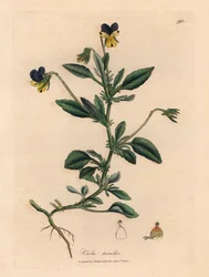 Lilla og gul stemorsblomst, Viola tricolor, fra en botanisk illustrasjon av James Sowerby fra William Woodville og Sir William Jackson Hookers "Medical Botany" 1832 (håndfarget kobberstikk)