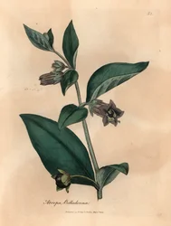 Lillablomstret dødelig nattskygge, Atropa belladonna, fra en botanisk illustrasjon av James Sowerby fra William Woodville og Sir William Jackson Hookers "Medical Botany" 1832 (håndfarget kobberstikk)