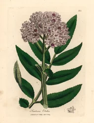 Lillablomstret dverghylletre, Sambucus ebulus, fra en botanisk illustrasjon av James Sowerby fra William Woodville og Sir William Jackson Hookers "Medical Botany" 1832 (håndfarget kobberstikk)