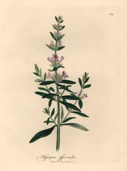 Lilla blomstret isop, Hyssopus officinalis, fra en botanisk illustrasjon av James Sowerby fra William Woodville og Sir William Jackson Hookers "Medical Botany" 1832 (håndfarget kobberstikk)