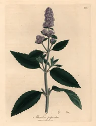 Lilla blomstret peppermynte, Mentha piperita, fra en botanisk illustrasjon av James Sowerby fra William Woodville og Sir William Jackson Hookers "Medical Botany" 1832 (håndfarget kobberstikk)