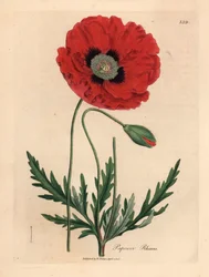 Rød eller maisvalmue, Papaver rhoeas, fra en botanisk illustrasjon av James Sowerby fra William Woodville og Sir William Jackson Hookers "Medical Botany" 1832 (håndfarget kobberstikk)