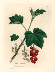 Rips-tre, Ribes rubrum, fra en botanisk illustrasjon av James Sowerby fra William Woodville og Sir William Jackson Hookers "Medical Botany" 1832 (håndfarget kobberstikk)