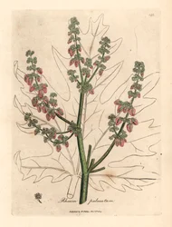 Rubarbblomster og stilk, bladomriss, Rheum palmatum, fra en botanisk illustrasjon av James Sowerby fra William Woodville og Sir William Jackson Hookers "Medical Botany" 1832 (håndfarget kobberstikk)
