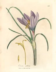 Saffronkrokus, Crocus sativus, fra en botanisk illustrasjon av James Sowerby fra William Woodville og Sir William Jackson Hookers "Medical Botany" 1832 (håndfarget kobberstikk)