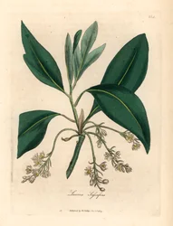 Sassafras-tre, Laurus sassafras, fra en botanisk illustrasjon av James Sowerby fra William Woodville og Sir William Jackson Hookers "Medical Botany" 1832 (håndfarget kobberstikk)