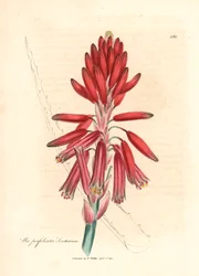 Socotorine aloe, Aloe perfoliata socotorina, fra en botanisk illustrasjon av James Sowerby fra William Woodville og Sir William Jackson Hookers "Medical Botany" 1832 (håndfarget kobberstikk)