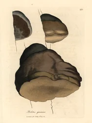 Touchwood boletus eller agaric sopp, Boletus igniarius, fra en botanisk illustrasjon av James Sowerby fra William Woodville og Sir William Jackson Hookers "Medical Botany" 1832 (håndfarget kobberstikk)