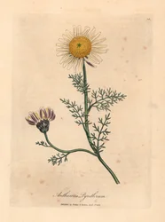 Hvit og gul spansk kamille, Anthemis pyrethrum, fra en botanisk illustrasjon av James Sowerby fra William Woodville og Sir William Jackson Hookers "Medical Botany" 1832 (håndfarget kobberstikk)