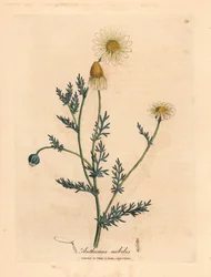 Hvit og gul blomstret kamille, Anthemis nobilis, fra en botanisk illustrasjon av James Sowerby fra William Woodville og Sir William Jackson Hookers "Medical Botany" 1832 (håndfarget kobberstikk)
