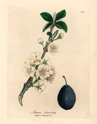 Hvit blomst og frukt av plomme- eller svisketreet, Prunus domestica, fra en botanisk illustrasjon av James Sowerby fra William Woodville og Sir William Jackson Hookers "Medical Botany" 1832 (håndfarget kobberstikk)