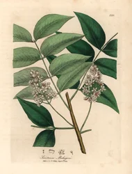 Hvitt blomstret mahognitre, Swietenia mahogani, fra en botanisk illustrasjon av James Sowerby fra William Woodville og Sir William Jackson Hookers "Medical Botany" 1832 (håndfarget kobberstikk)