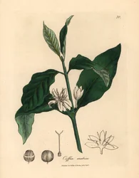Hvit blomst, blader og bønne av kaffeplanten, Coffea arabica, fra en botanisk illustrasjon av James Sowerby fra William Woodville og Sir William Jackson Hookers "Medical Botany" 1832 (håndfarget kobberstikk)