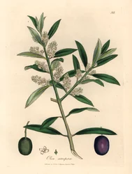 Hvitblomstret europeisk oliventre med frukt, Olea europaea, fra en botanisk illustrasjon av James Sowerby fra William Woodville og Sir William Jackson Hookers "Medical Botany" 1832 (håndfarget kobberstikk)
