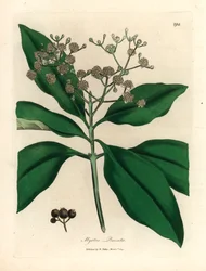 Hvitblomstret kryddertre, Myrtus pimenta, fra en botanisk illustrasjon av James Sowerby fra William Woodville og Sir William Jackson Hookers "Medical Botany" 1832 (håndfarget kobberstikk)