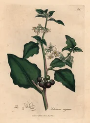 Hvitblomstret, svartbærende hagesøtvier, Solanum nigrum, etter en botanisk illustrasjon av James Sowerby fra William Woodville og Sir William Jackson Hookers "Medical Botany" 1832