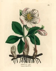 Hvitblomstret svart julerose eller julerose, Helleborus niger, etter en botanisk illustrasjon av James Sowerby fra William Woodville og Sir William Jackson Hookers "Medical Botany" 1832