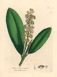 Hvitblomstret kirsebærlaurbærtre, Prunus laurocerasus, fra en botanisk illustrasjon av James Sowerby fra William Woodville og Sir William Jackson Hookers "Medical Botany" 1832 (håndfarget kobberstikk)