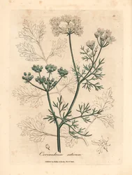 Hvitblomstret koriander, Coriandrum sativum, fra en botanisk illustrasjon av James Sowerby fra William Woodville og Sir William Jackson Hookers "Medical Botany" 1832 (håndfarget kobberstikk)