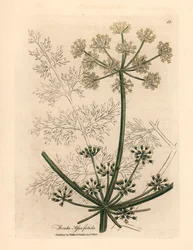 Hvitblomstret gigantisk fennikel eller asafetida, Ferula assafoetida, fra en botanisk illustrasjon av James Sowerby fra William Woodville og Sir William Jackson Hookers "Medical Botany" 1832 (håndfarget kobberstikk)