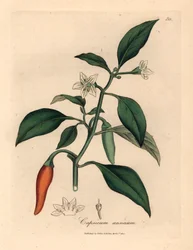 Hvitblomstret, scarlet guinea pepper, Capsicum annuum , fra en botanisk illustrasjon av James Sowerby fra William Woodville og Sir William Jackson Hookers "Medical Botany" 1832 (håndfarget kobberstikk)