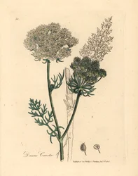 Hvitblomstret vill gulrotplante, Daucus carota, fra en botanisk illustrasjon av James Sowerby fra William Woodville og Sir William Jackson Hookers "Medical Botany" 1832 (håndfarget kobberstikk)