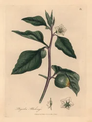 Hvitblomstret vinterkirsebær, Physalis alkekengi, fra en botanisk illustrasjon av James Sowerby fra William Woodville og Sir William Jackson Hookers "Medical Botany" 1832 (håndfarget kobberstikk)