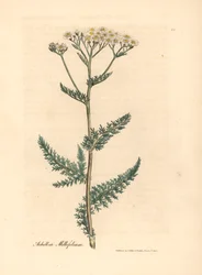 Hvitblomstret ryllik eller milfoil, Achillea millefolium, fra en botanisk illustrasjon av James Sowerby fra William Woodville og Sir William Jackson Hookers "Medical Botany" 1832 (håndfarget kobberstikk)