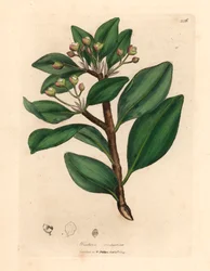 Winter's bark tree, Wintera aromatica, Drimys winteri, fra en botanisk illustrasjon av James Sowerby fra William Woodville og Sir William Jackson Hookers "Medical Botany" 1832 (håndfarget kobberstikk)