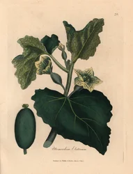 Gul blomst, blader og frukt av den sprutende agurken, Momordica elaterium, fra en botanisk illustrasjon av James Sowerby fra William Woodville og Sir William Jackson Hookers "Medical Botany" 1832 (håndfarget kobberstikk)