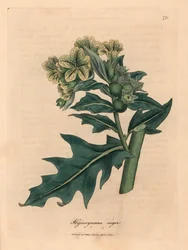 Gulblomstret svart bulmeurt, Hyoscyamus niger, etter en botanisk illustrasjon av James Sowerby fra William Woodville og Sir William Jackson Hookers "Medical Botany" 1832