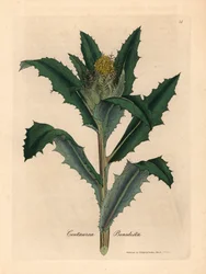 Gulblomstret velsignet eller hellig tistel, Centaurea benedicta , fra en botanisk illustrasjon av James Sowerby fra William Woodville og Sir William Jackson Hookers "Medical Botany" 1832 (håndfarget kobberstikk)