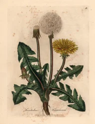 Gulblomstret vanlig løvetann, Leontodon taraxacum, fra en botanisk illustrasjon av James Sowerby fra William Woodville og Sir William Jackson Hookers "Medical Botany" 1832 (håndfarget kobberstikk)