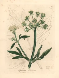 Gulblomstret løvstikk, Ligusticum levisticum, fra en botanisk illustrasjon av James Sowerby fra William Woodville og Sir William Jackson Hookers "Medical Botany" 1832 (håndfarget kobberstikk)