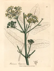 Gulblomstret opopanax eller grov pastinak, Pastinaca opopanax, fra en botanisk illustrasjon av James Sowerby fra William Woodville og Sir William Jackson Hookers "Medical Botany" 1832 (håndfarget kobberstikk)