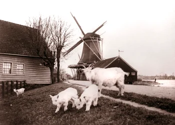 Geiter, Laandam, Nederland, 1898.