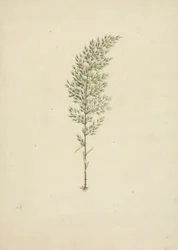 Arundinaria alpine K. Schum. (African Bamboo): ferdig tegning av vane med røtter