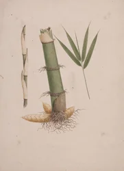 Arundinaria alpina K. Schum. (African Bamboo): ferdig tegning av seksjoner av stilk og av skudd med blader