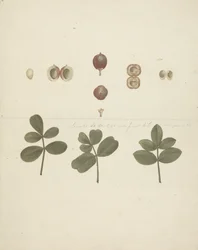 Commiphora gileadensis (L.) C. Chr. (Balm of Gilead, Opobalsam): ferdig tegning av frukt, dissekerte frukter og blader