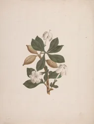 Gardenia ternifolia Schum.& Thonn. (Wild Gardenia): ferdig tegnet